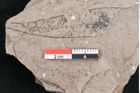 Foto (Detailansicht) von Callistemophyllum melaleucaeforme Ettingshausen (NHMW-GEO-2024-0188-8038)
